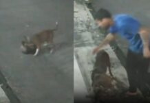 Gato é morto por pitbull enquanto tutor assiste ao ataque em Manaus