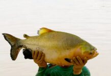 Ameaçado de extinção, tambaqui continua liberado para pesca e venda