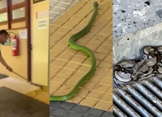 VÍDEO: Cobras são flagradas dentro da UFAM e assustam estudantes em Manaus