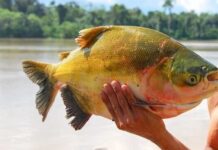 Queda de 43,4% na população coloca tambaqui em alerta de extinção no Brasil