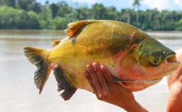 Queda de 43,4% na população coloca tambaqui em alerta de extinção no Brasil