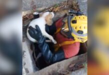 Filhote fica preso em bueiro de 15 metros e é salvo por bombeiros em Manaus