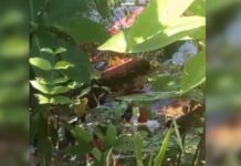 Jovem desaparece durante banho em flutuante e é encontrado morto no Rio Negro