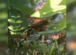Jovem desaparece durante banho em flutuante e é encontrado morto no Rio Negro