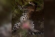 Onça-pintada é encontrada sem vida às margens da BR-319 após atropelamento