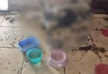 Polícia encontra 29 gatos em condições insalubres e prende mulher no Parque 10, em Manaus