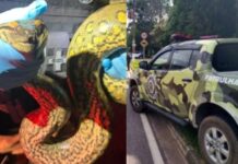 Sucuri de grande porte é encontrada tentando atravessar rua no Dom Pedro, em Manaus