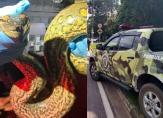 Sucuri de grande porte é encontrada tentando atravessar rua no Dom Pedro, em Manaus