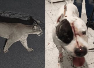 Pitbull é atacado por onça-parda após felino invadir residência