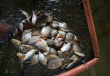 Amazônia concentra 15% das espécies de peixes de água doce do mundo