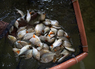 Amazônia concentra 15% das espécies de peixes de água doce do mundo