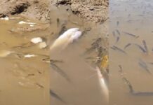 VÍDEO: Grande quantidade de peixes mort0s assusta pescadores e chama atenção em Codajás no Amazonas