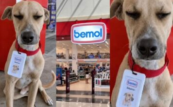 Doguinho caramelo é “contratado” pela Bemol, ganha crachá e até nome de funcionário: “Baumom”