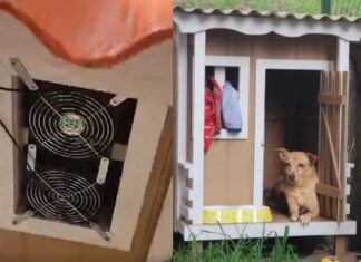 Cachorrinha de 10 anos ganha casinha com ventilador movido a energia solar em Manaus