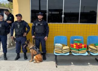 Cadela farejadora ‘Zaya’ localiza 30 kg de cocaína em malas dentro de ônibus em Manaus