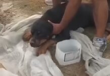 Cachorro é encontrado sem conseguir se levantar após atropelamento na Colônia Antônio Aleixo