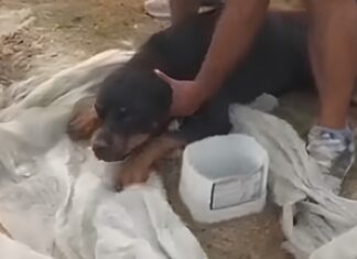 Cachorro é encontrado sem conseguir se levantar após atropelamento na Colônia Antônio Aleixo