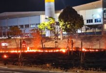 Incêndio destrói árvores replantadas recentemente em canteiro próximo à Dafra, em Manaus
