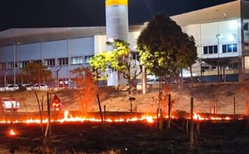 Incêndio destrói árvores replantadas recentemente em canteiro próximo à Dafra, em Manaus