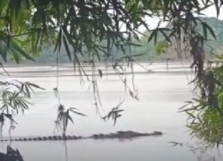 Ribeirinho fica gravement3 ferido após ser atacad0 por jacaré gigante durante pescaria