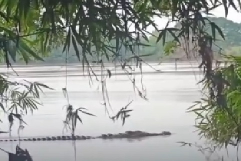 Ribeirinho fica gravement3 ferido após ser atacad0 por jacaré gigante durante pescaria