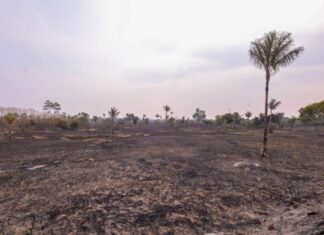 Fogo de grandes proporções consome 700 hectares e é combatido na AM-070, no Amazonas