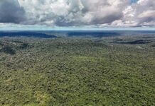 Desmatamento atinge menores níveis históricos na Amazônia e no Cerrado, segundo Inpe