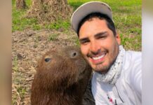 Juíza revoga autorização e ordena devolução da capivara Filó em até 30 dias
