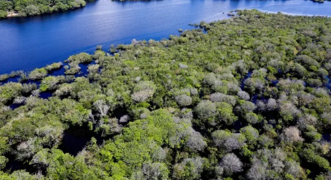 floresta