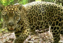 Menina indígena de 8 anos é atacada por onça no Pará e segue internada em estado grave
