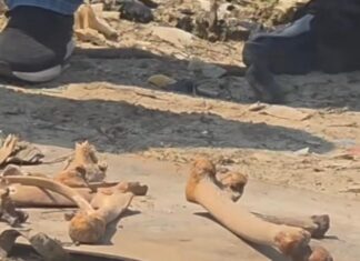 Nova ossada humana é encontrada perto da Feira da Banana um dia após localização de crânio em Manaus