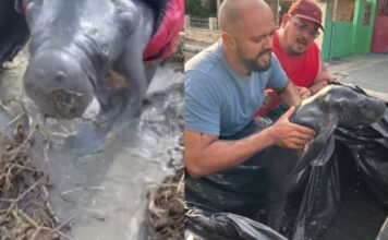 Filhote de peixe-boi é encontrado debilitado e resgatado durante trilha em Parintins, no Amazonas